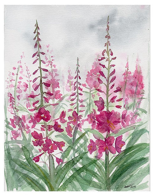 Fireweed Fog Print