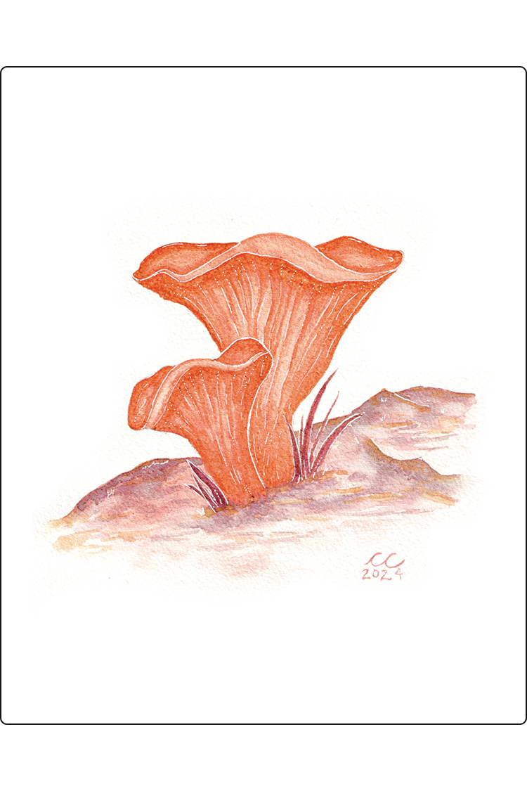 Lobster Mushroom Print