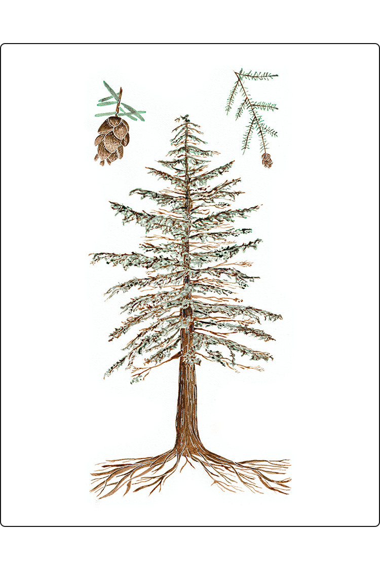 Western Hemlock Print