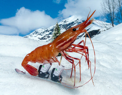 Snowboarding Shrimp Card