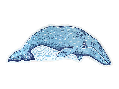 Gray Whale Postcard